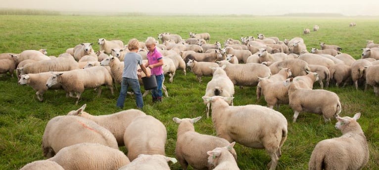 Kinder können etwas über den Bauernhof lernen