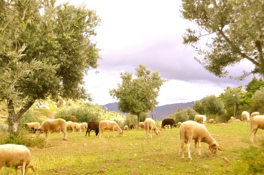 Glamping 242 Guarda photo 10