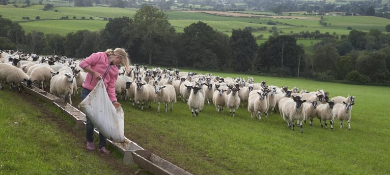 Doe mee met het voeren van de schapen