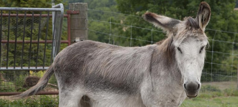 Meet the friendly donkey