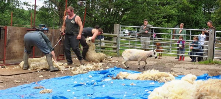 Schauen Sie zu, wie die Schafe geschoren werden