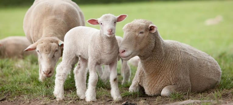 Ist das das süßeste Lamm der Welt?