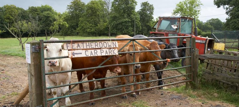 La entrada a la granja - ¡siendo bienvenidas por las vacas!