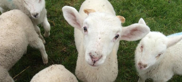 Visit our lambs from spring onwards!