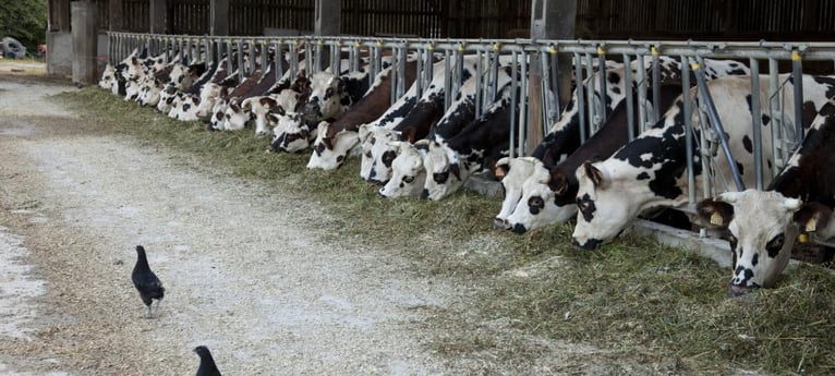 Meet the friendly dairy cows!