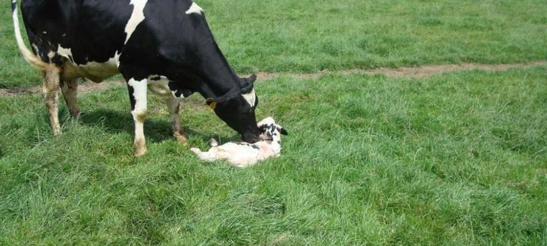 Come and see the calves born