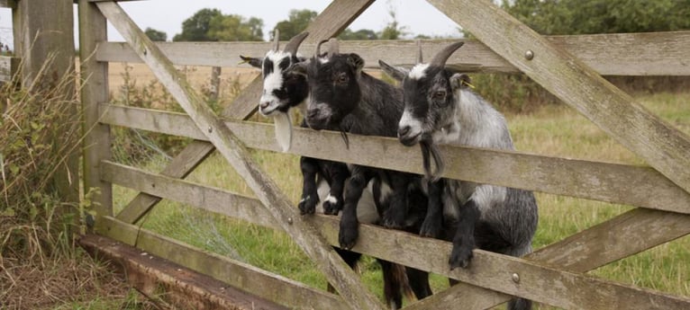 Meet our goats!