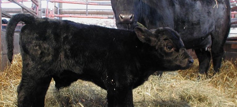 Meet the calves in season!