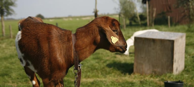Kommen Sie und lernen Sie die Hoftiere kennen!