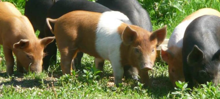 Maak kennis met onze varkens!