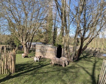 Meet our animals and enjoy farm life 🐑
Sheep and goats bring life and authenticity to your stay.