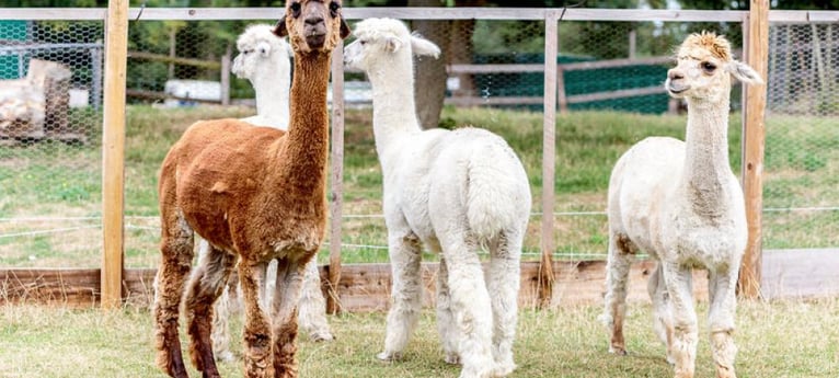 Meet our llamas!