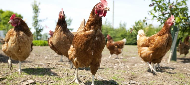 Come and meet the free range chickens!