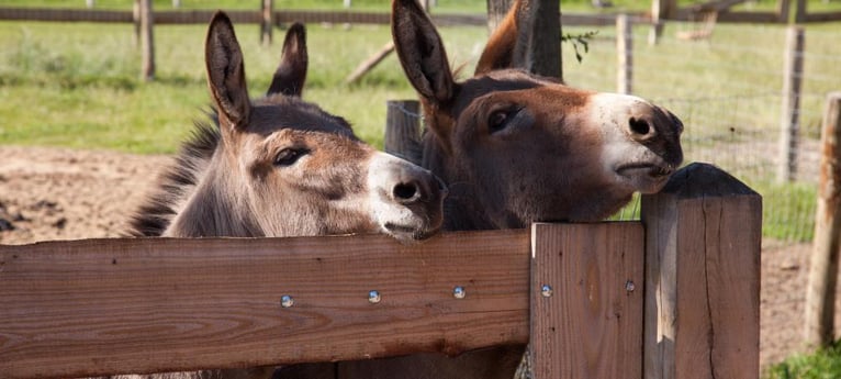 Meet the friendly donkeys