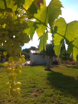 Glamping 262 Kefalonia Foto 8