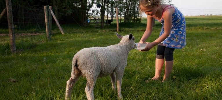 Help with feeding the lambs!