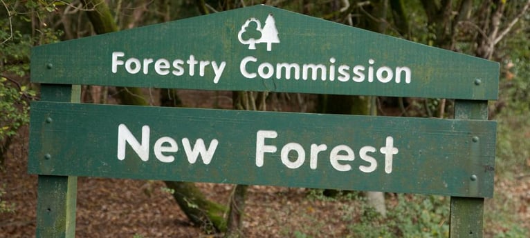 Close to the New Forest!