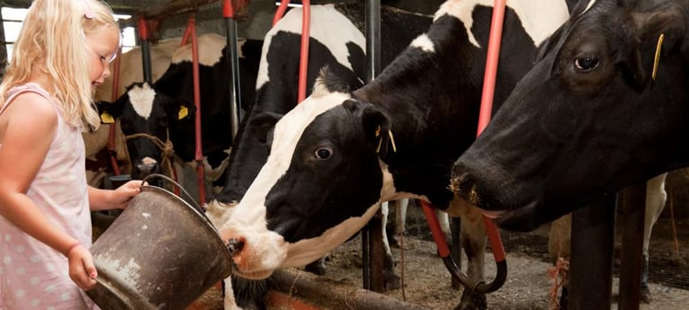 Arbeitende holländische Farm