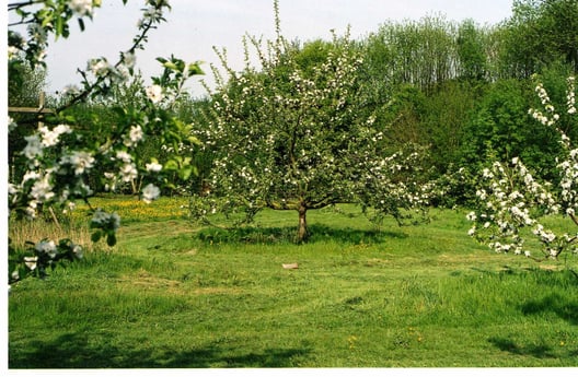 Apfelbäume
