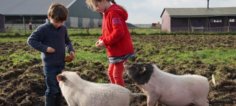 Children can learn about the farm yard