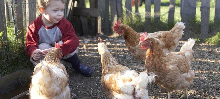Help feed the chickens