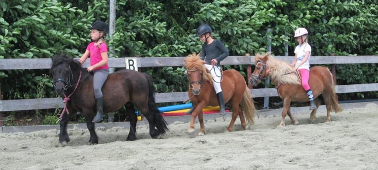 Die lieben Ponys.