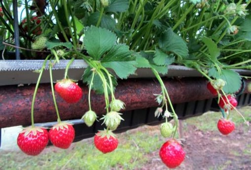 Vue de la ferme de fraises