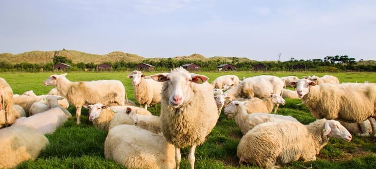 Lernen Sie die Schafe kennen!