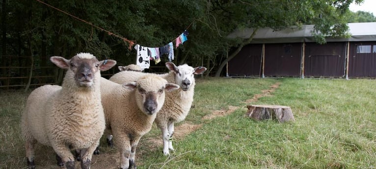 Come and meet the sheep!