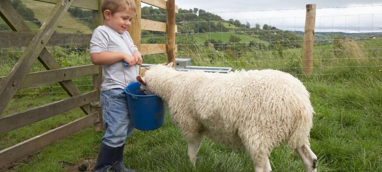 Helpen met het voeren van schapen