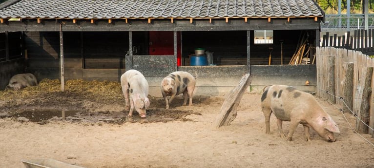 Kommen Sie und lernen Sie die schlauen Schweine kennen