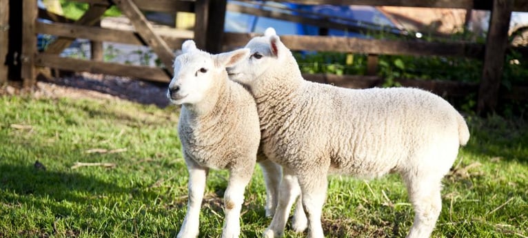 Venez rencontrer les agneaux au printemps !