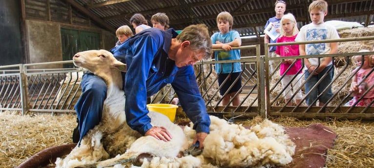 Watch the sheep being sheared