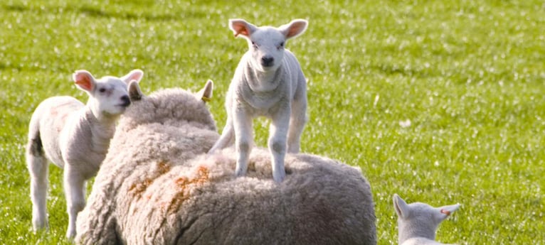 Come and meet the lambs in season