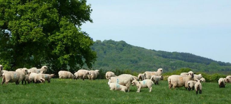 Venez rencontrer les agneaux en saison