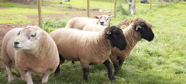 Vriendelijke schapen!
