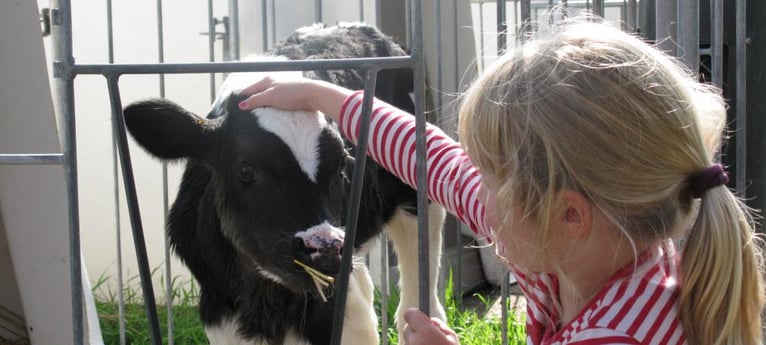 Children can meet the calves