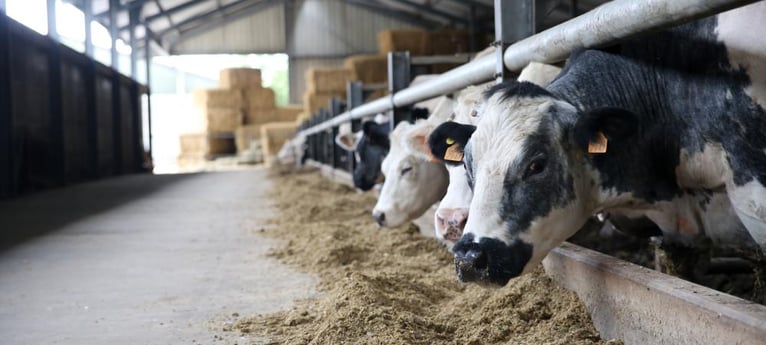 Find out how a working dairy farm works