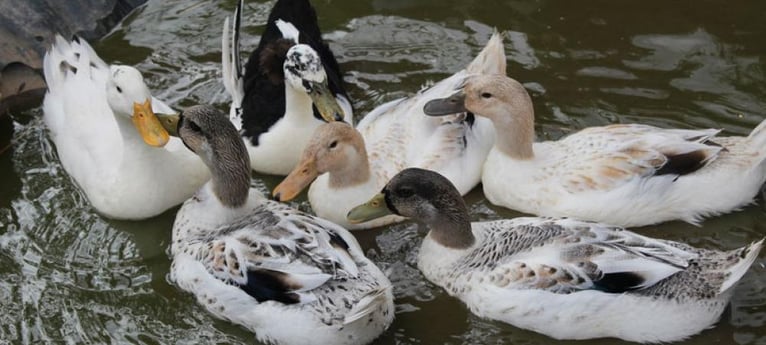Ducks on the farm pond