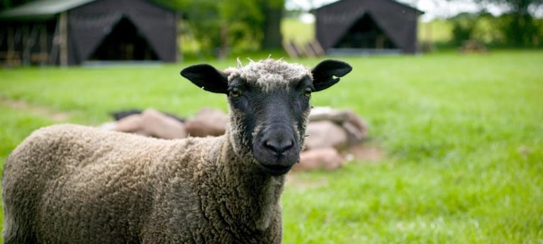 Kom en ontmoet onze schapen!