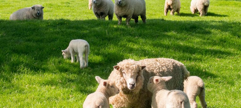 Meet the lambs in season
