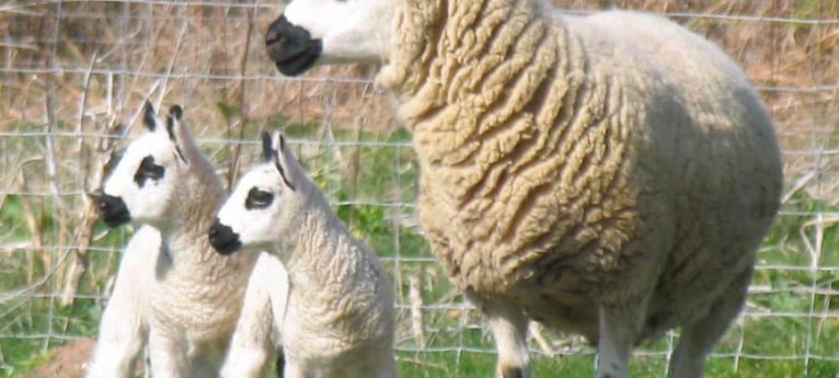 Meet our lambs in spring