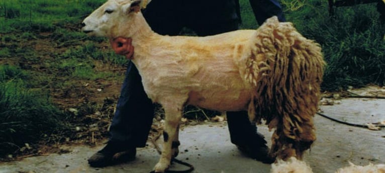 Kom kijken hoe de schapen worden geschoren