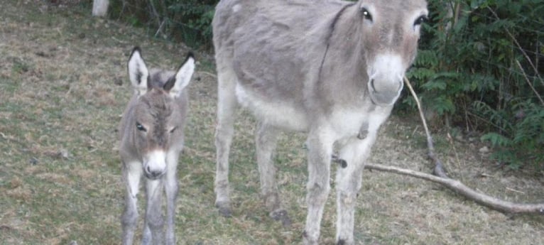 Come and meet the donkeys!