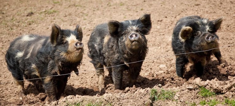 Lernen Sie unsere Schweine kennen, die wohl die süßesten Schweine der Welt sind!