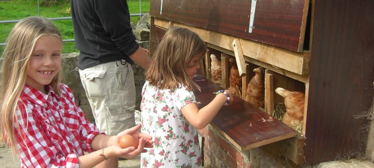 Los niños pueden ayudar a recoger los huevos.