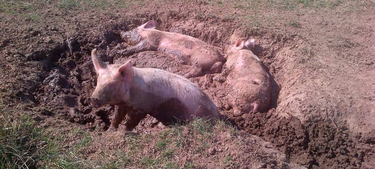 Kommen Sie und schauen Sie unseren Schweinen beim Herumtollen zu!