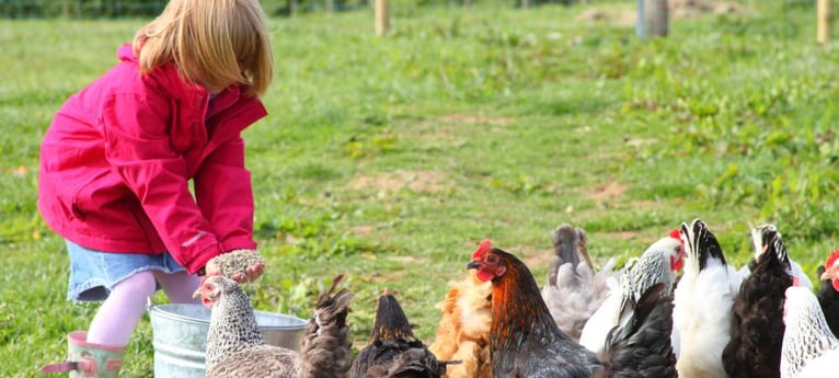Kinder können beim Füttern der Hühner helfen