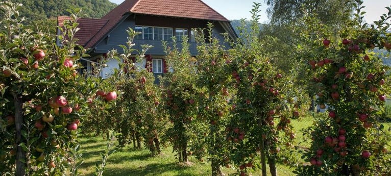 beautiful orchards