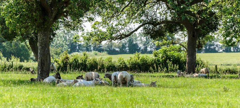 Sogar die Schafe sind entspannt